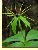   , ,   (Paris guadrifolia)